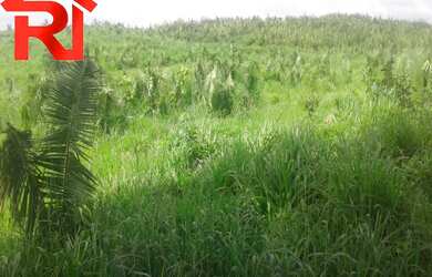 Imagem 4: FAZENDA RURAL em Governador Archer - MA, Zona Rural