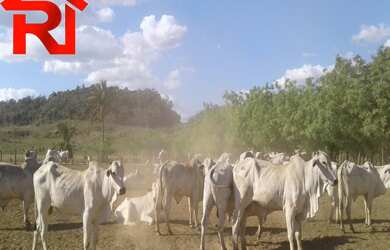 Imagem 16: FAZENDA RURAL em Governador Archer - MA, Zona Rural