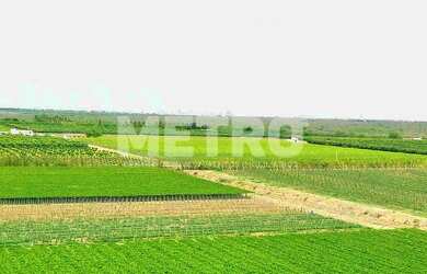 Imagem 2: Fazenda à venda de uvas finas, 37h, produzindo, infraestrutura, Petrolina-PE