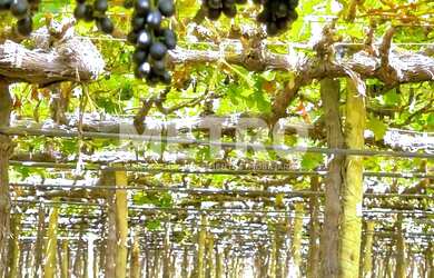 Imagem 8: Fazenda à venda de uvas finas, 37h, produzindo, infraestrutura, Petrolina-PE