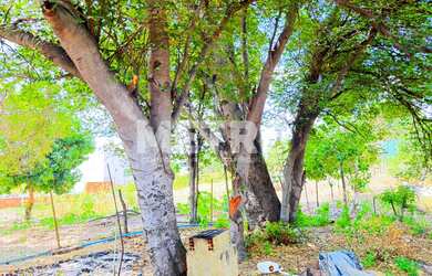 Imagem 8: Casa à venda na Ilha do Rodeadouro, beira Rio, piscina, 2 quartos, Petrolina