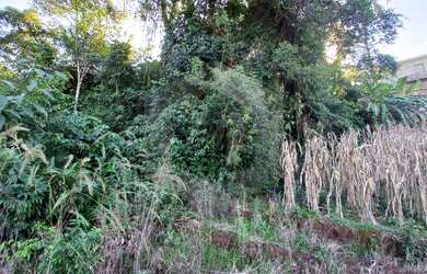 Imagem 7: Terreno à venda, Nova Alemanha, ALTO FELIZ - RS