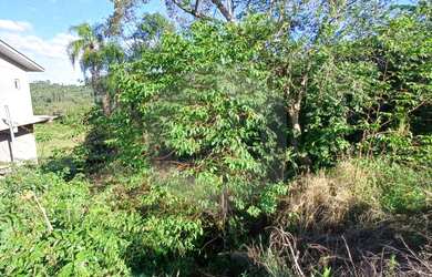 Imagem 5: Terreno à venda, Nova Alemanha, ALTO FELIZ - RS