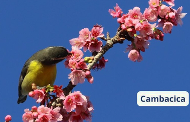 Imagem 13: na Rodovia Tapir Rocha. 