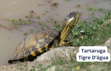 Imagem 14: na Rodovia Tapir Rocha. 