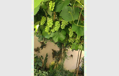 Imagem 13: JKJS 112 Casa 601131079-5