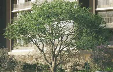 Imagem 4: Lindenberg Vista Alto de Pinheiros