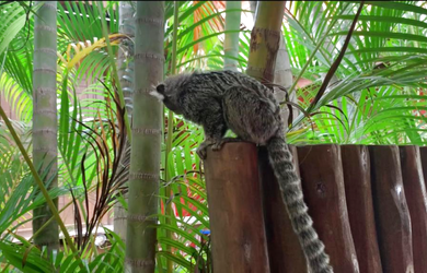Imagem 3: Casa no Condominio Porto das Baleias, Praia do Forte